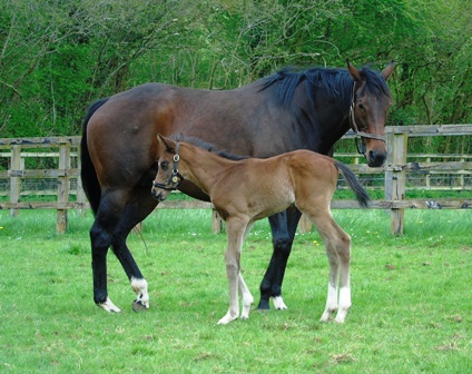 2018 colt by Intello